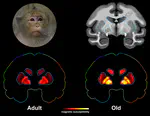 Healthy Brain Aging